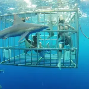 Shark Cage Experience