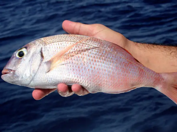 Fishing Adventure in Jeddah