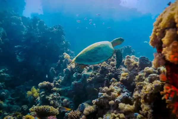 Snorkeling Boat Trip