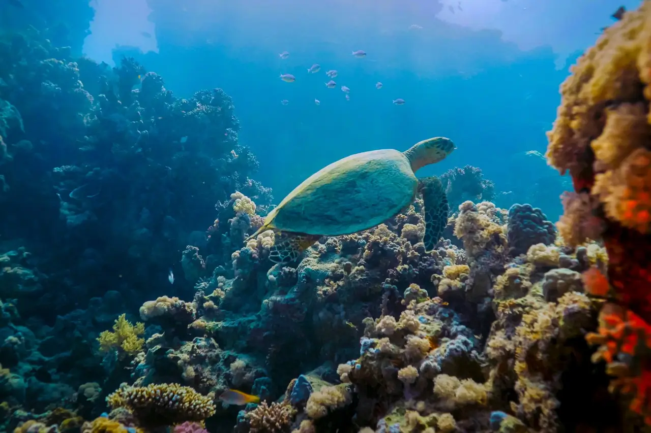 Snorkeling Boat Trip - Image 2